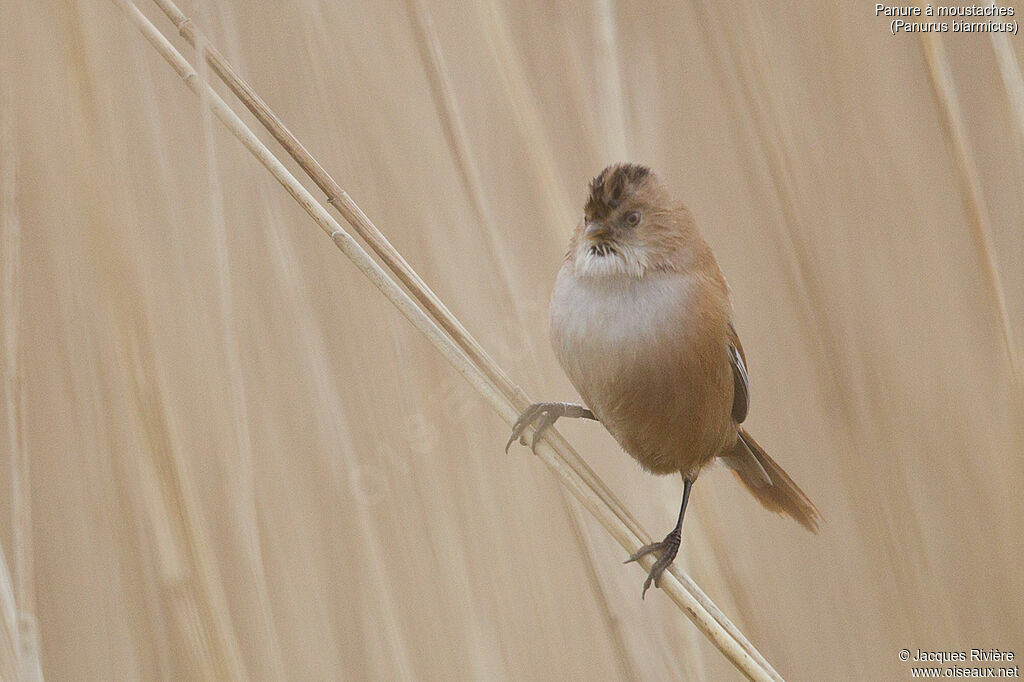 Bearded Reedling female adult, identification