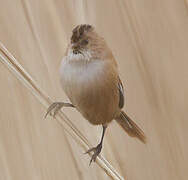 Bearded Reedling