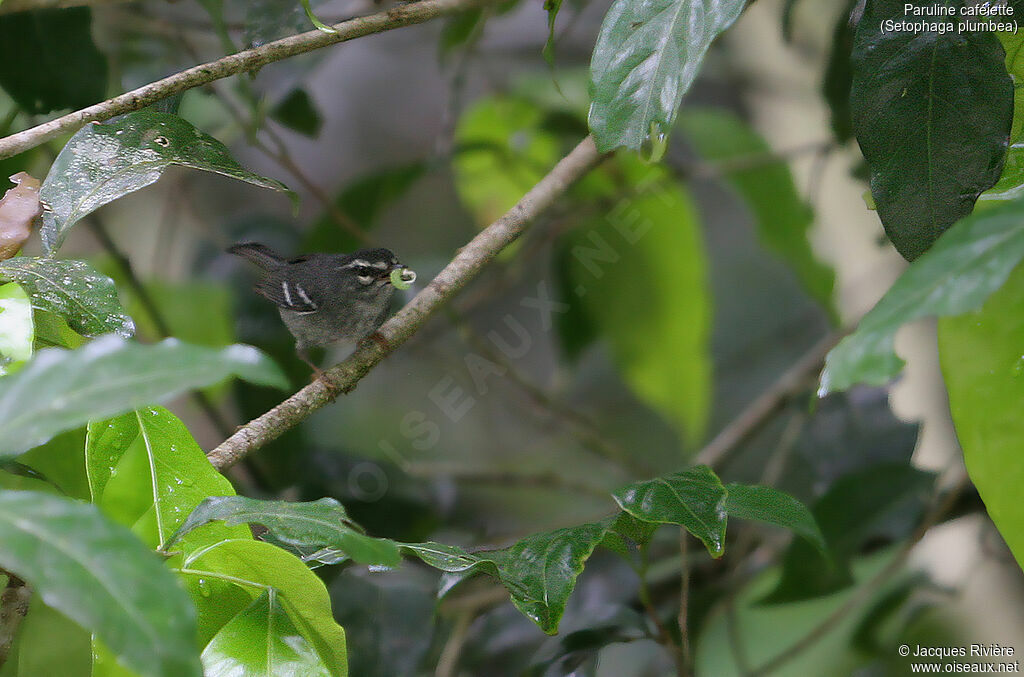 Plumbeous Warbleradult, identification, eats