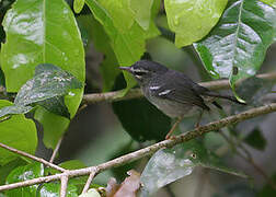 Plumbeous Warbler