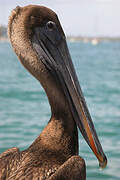 Brown Pelican