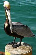 Brown Pelican