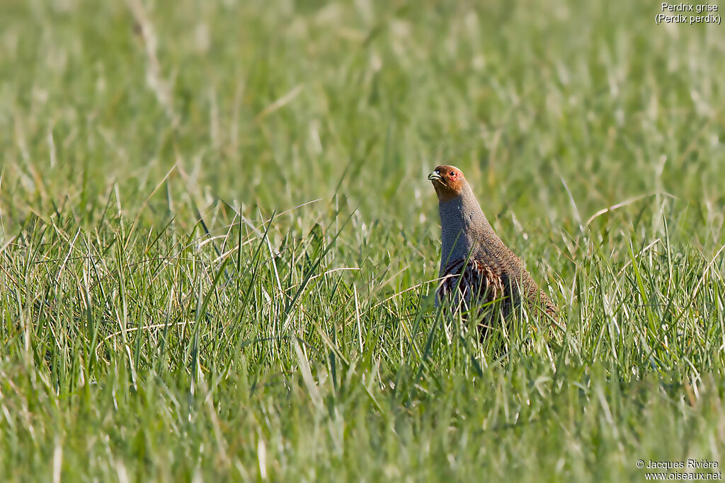 Perdrix grise mâle adulte nuptial, identification