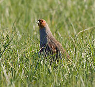 Grey Partridge