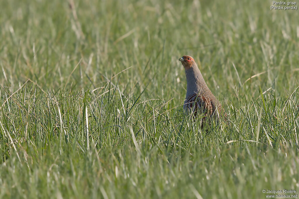 Grey Partridge male adult breeding, identification