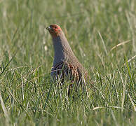 Grey Partridge