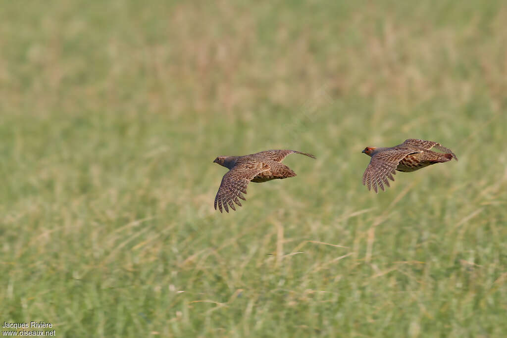 Grey Partridgeadult, Flight