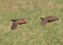 Grey Partridge