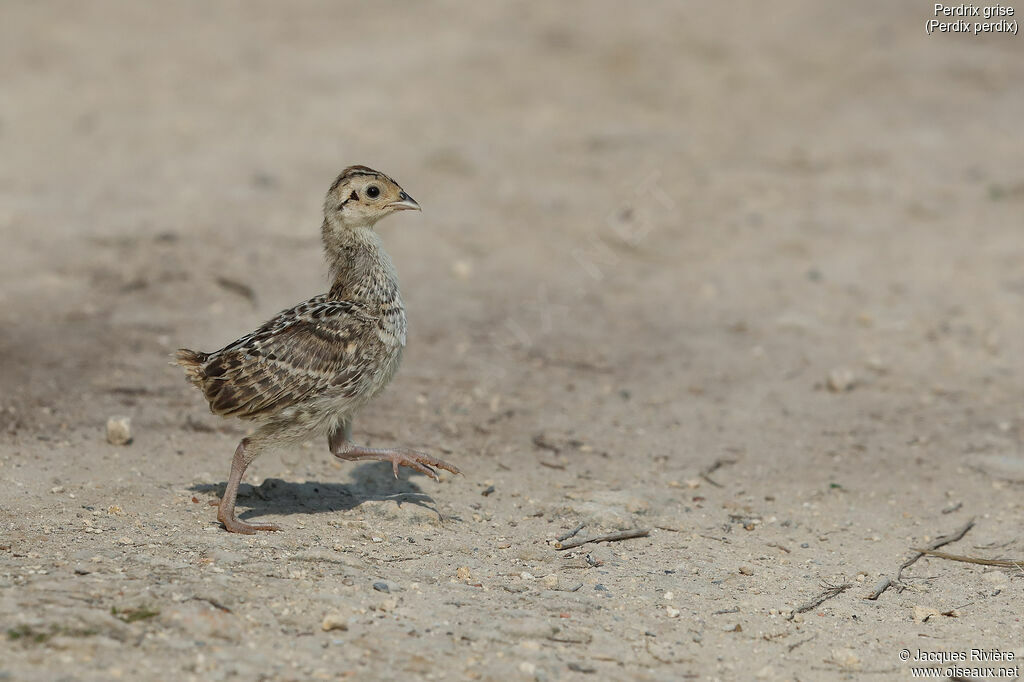 Grey Partridgejuvenile, walking