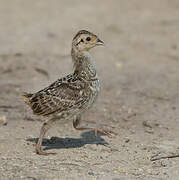 Grey Partridge