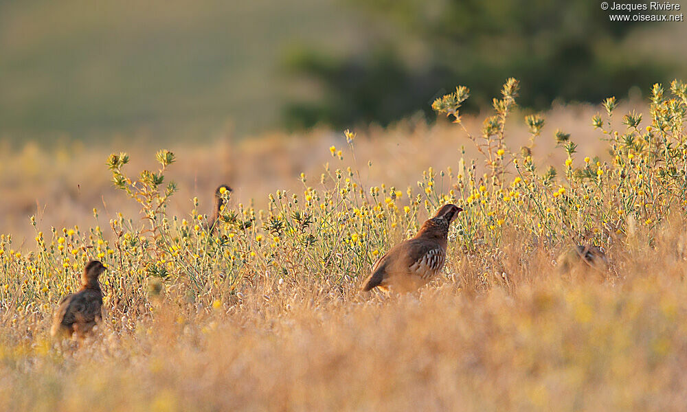 Red-legged Partridgeadult breeding