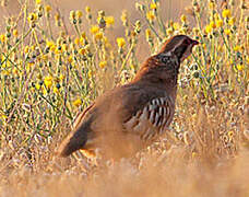 Red-legged Partridge