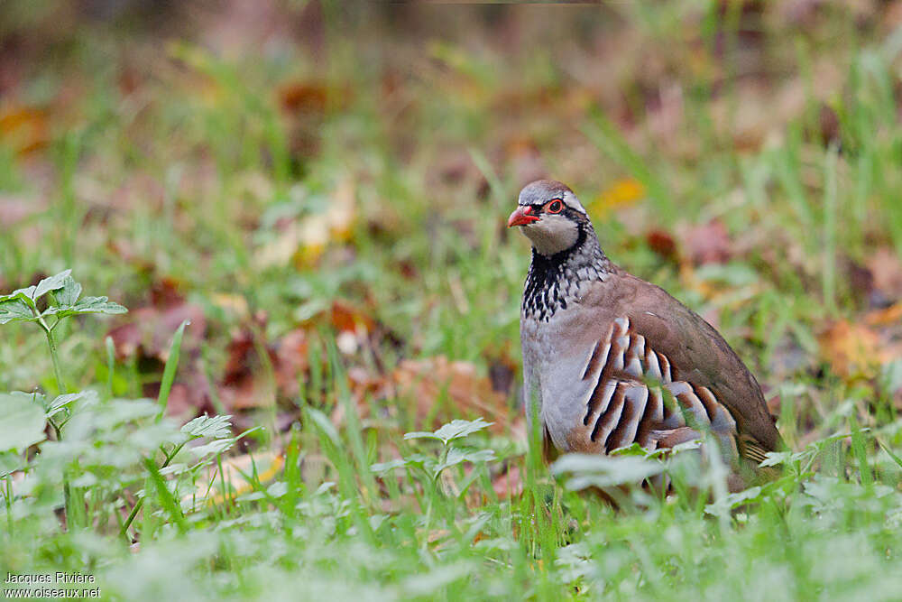 Red-legged Partridgeadult, close-up portrait