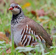 Red-legged Partridge