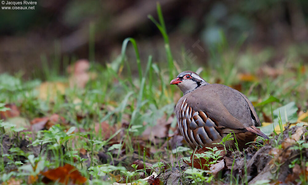 Red-legged Partridge