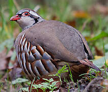 Red-legged Partridge