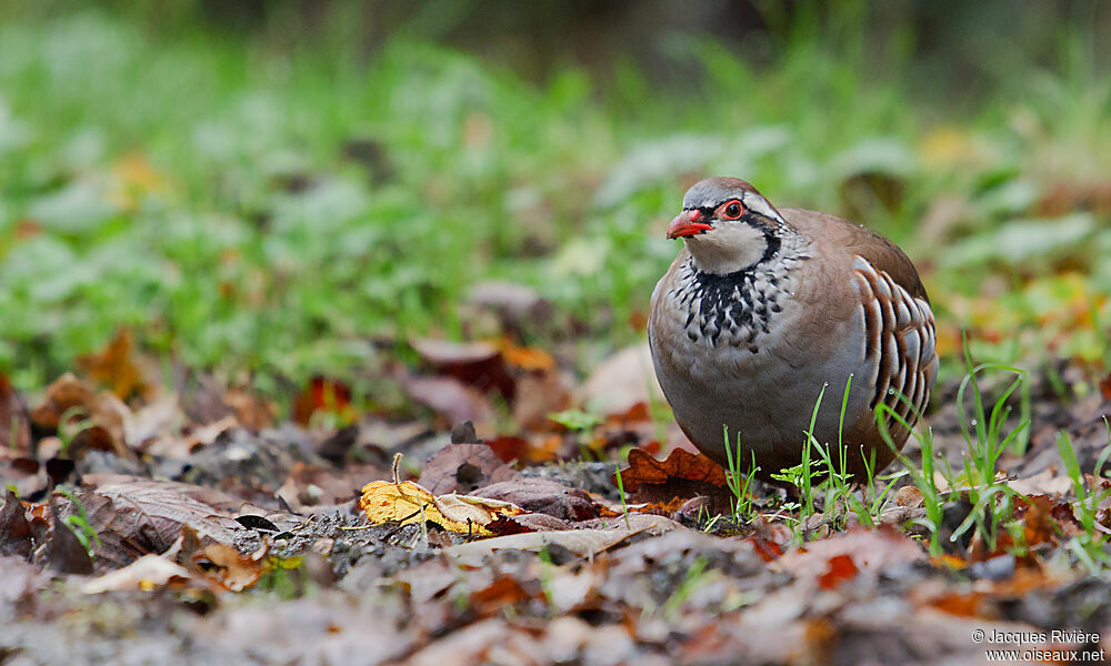 Red-legged Partridge