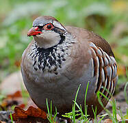 Red-legged Partridge