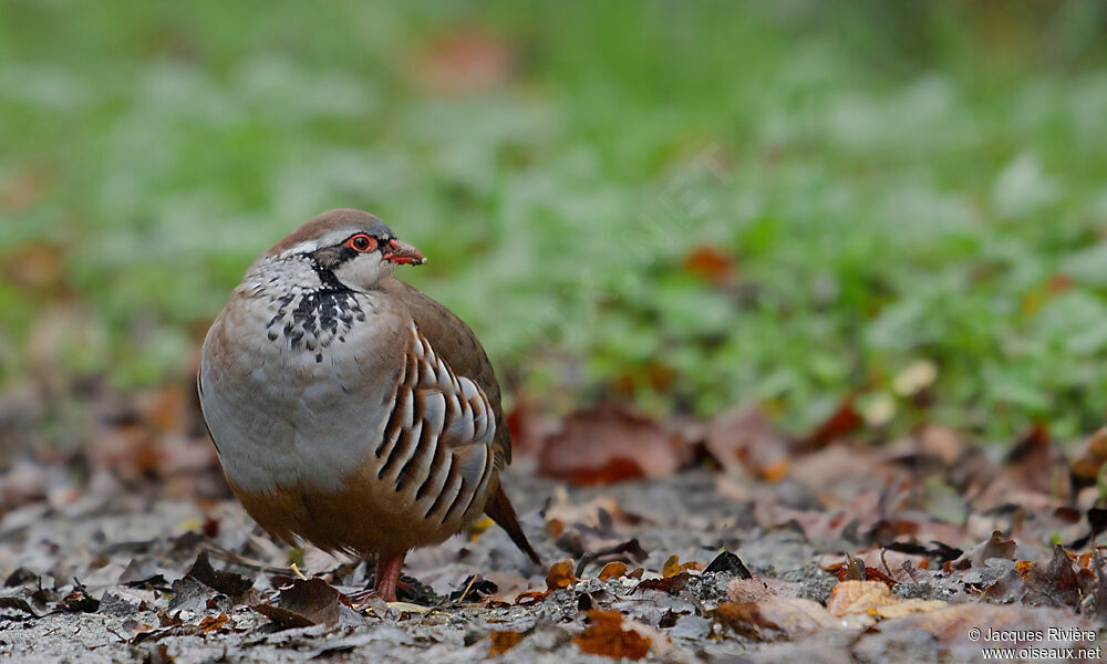 Red-legged Partridge