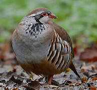 Red-legged Partridge