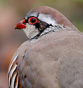 Red-legged Partridge