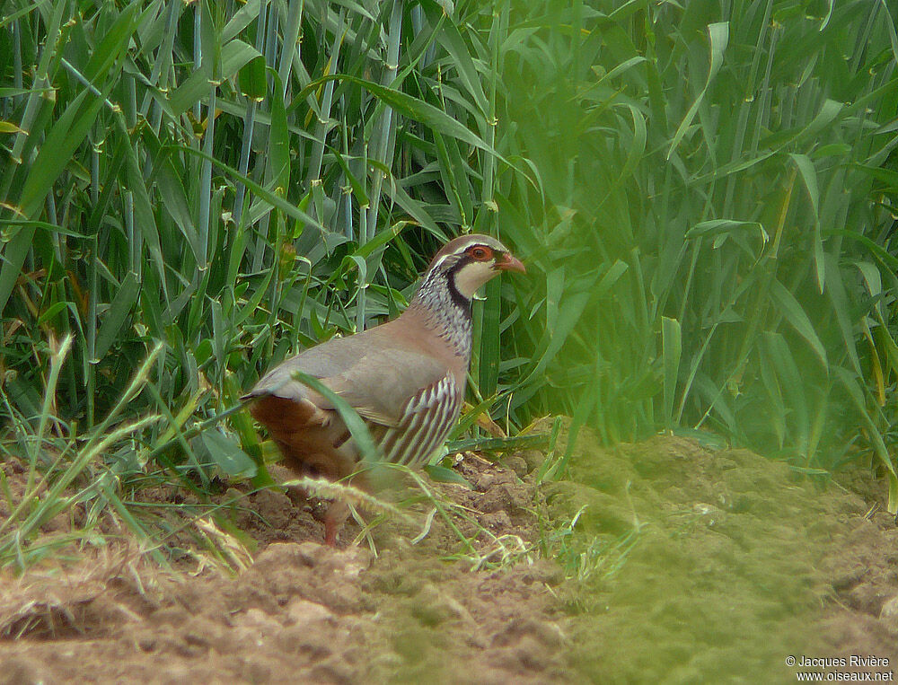 Red-legged Partridge