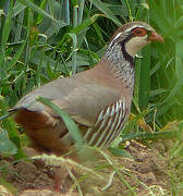 Red-legged Partridge