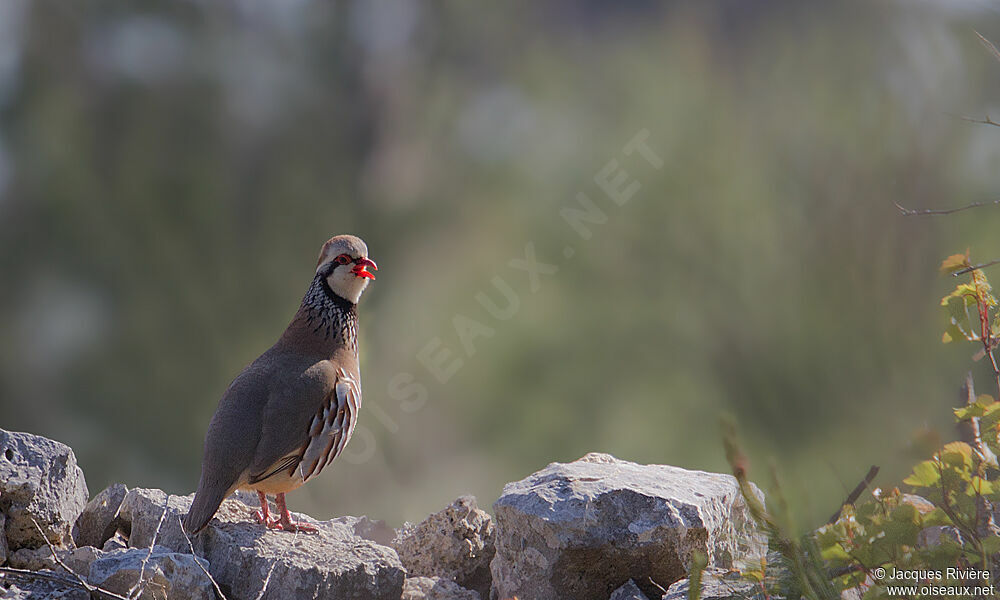 Red-legged Partridge