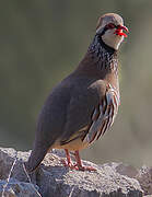 Red-legged Partridge