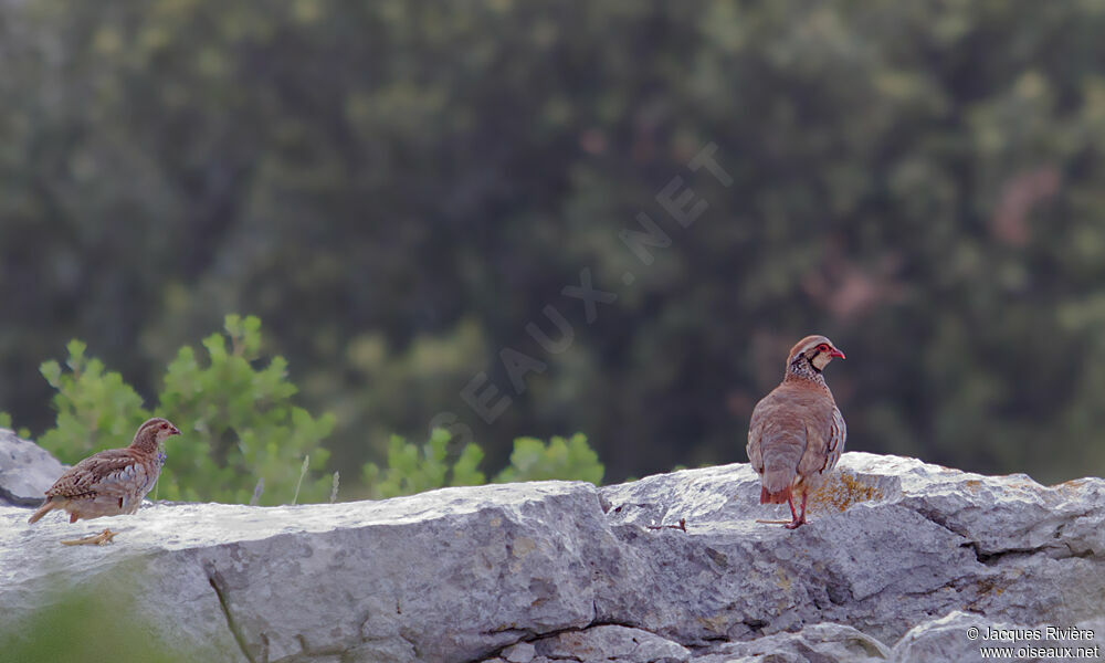 Red-legged Partridge