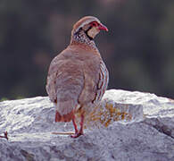 Red-legged Partridge