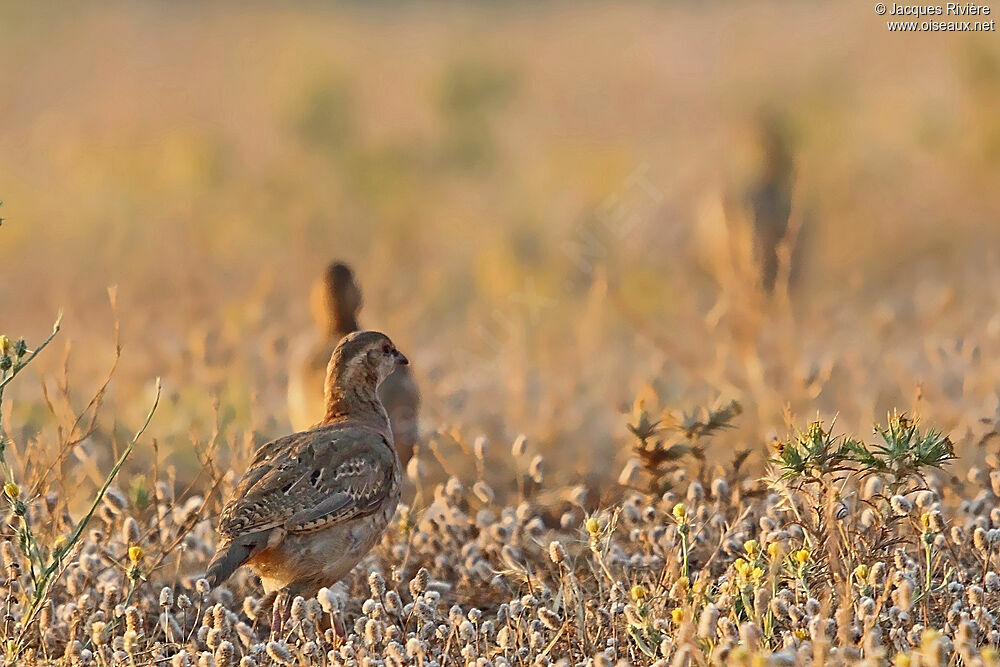 Perdrix rougeimmature