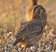 Red-legged Partridge