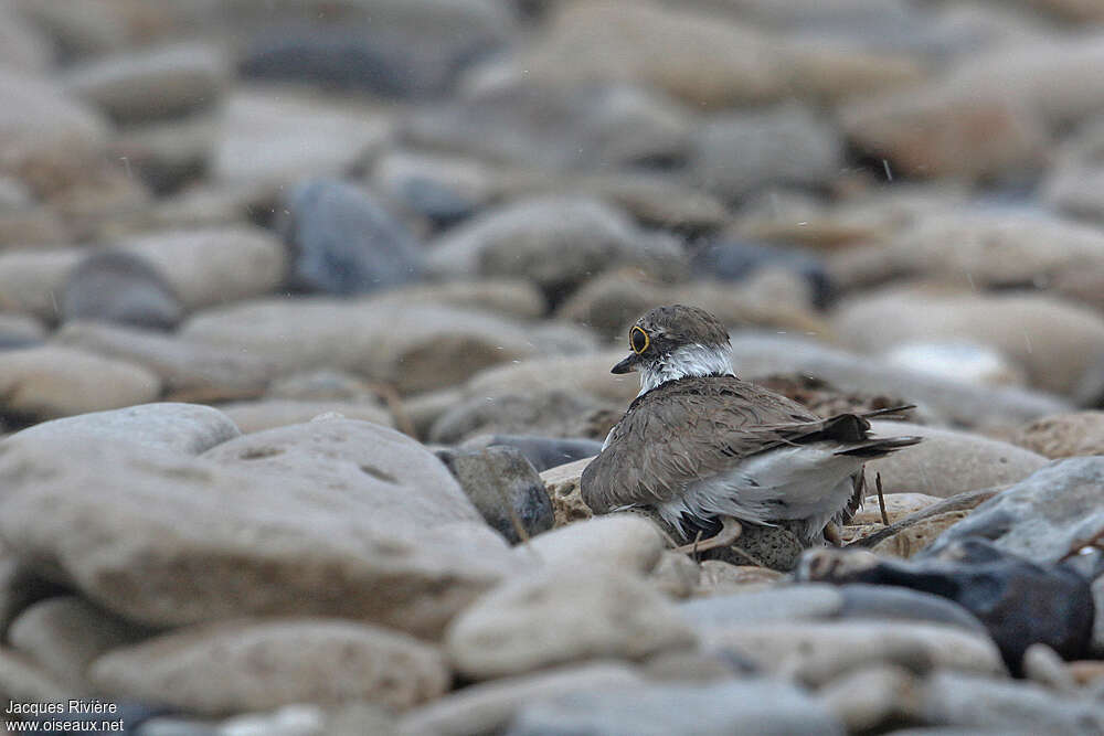 Little Ringed Plover female adult breeding, Reproduction-nesting