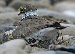 Little Ringed Plover