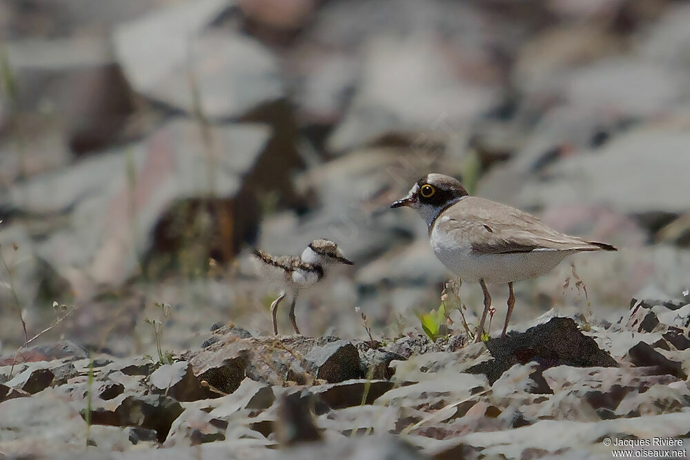 Little Ringed Ploveradult breeding, Reproduction-nesting