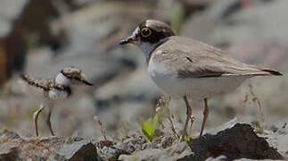 Little Ringed Plover