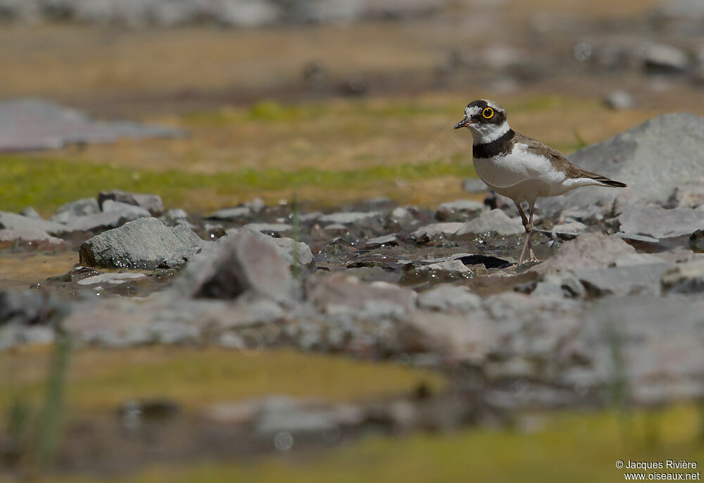 Little Ringed Ploveradult breeding, Reproduction-nesting