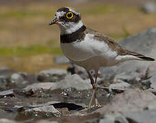 Little Ringed Plover