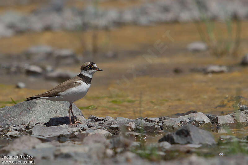 Little Ringed Plover male adult breeding, identification, Reproduction-nesting