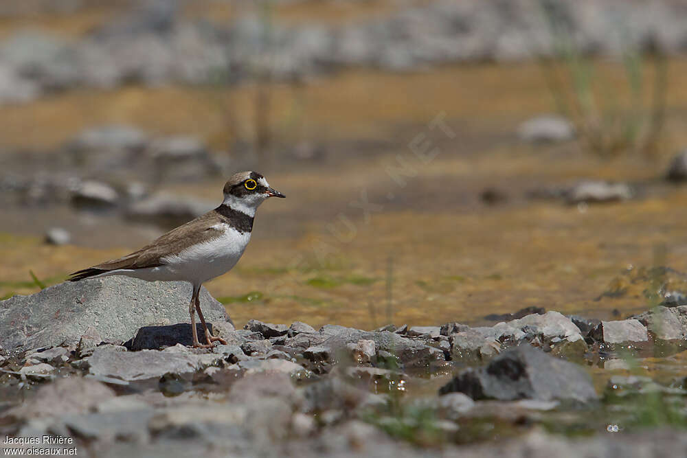 Little Ringed Plover male adult breeding, identification, Reproduction-nesting