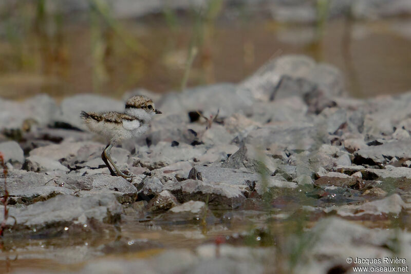 Little Ringed Ploverjuvenile, Reproduction-nesting