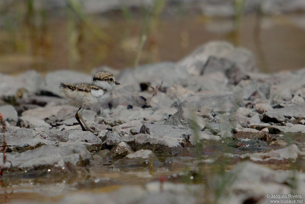 Little Ringed Ploverjuvenile, Reproduction-nesting