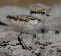 Little Ringed Plover