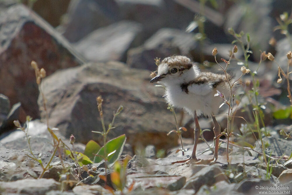 Little Ringed Ploverjuvenile, Reproduction-nesting