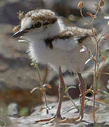 Little Ringed Plover