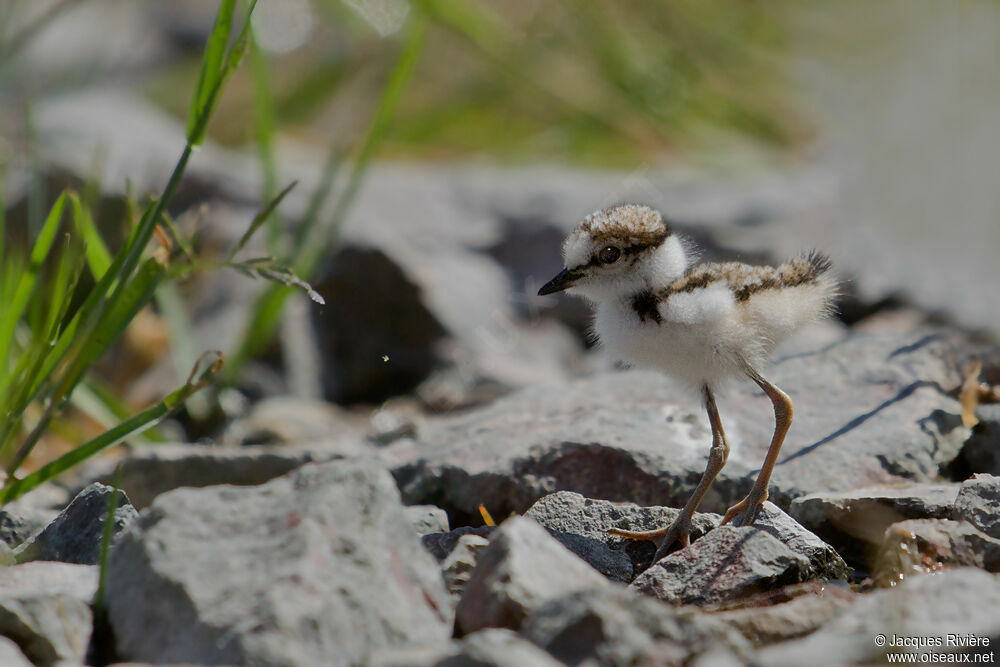 Little Ringed Ploverjuvenile, Reproduction-nesting