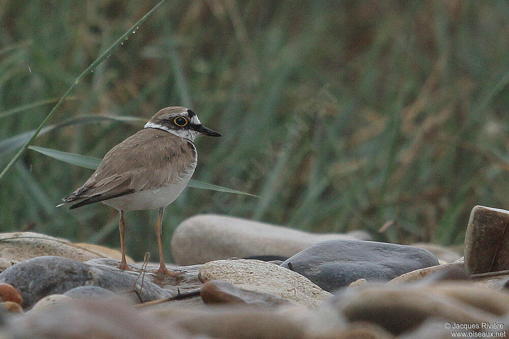 Little Ringed Plover male adult breeding, Reproduction-nesting