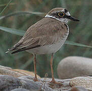 Little Ringed Plover