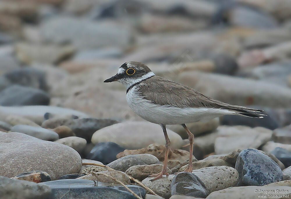 Little Ringed Plover female adult breeding, Reproduction-nesting